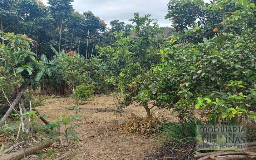 Chácara de 8.000m² com diversas árvores frutíferas a Venda em Cambuí MG Cod. 1775 (21)