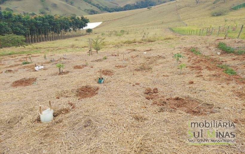 Chácara de 8.000m² com diversas árvores frutíferas a Venda em Cambuí MG Cod. 1775 (22)
