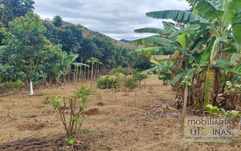 Chácara de 8.000m² com diversas árvores frutíferas a Venda em Cambuí MG Cod. 1775 (26)