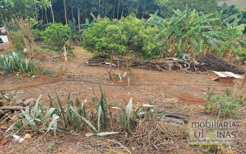 Chácara de 8.000m² com diversas árvores frutíferas a Venda em Cambuí MG Cod. 1775 (28)
