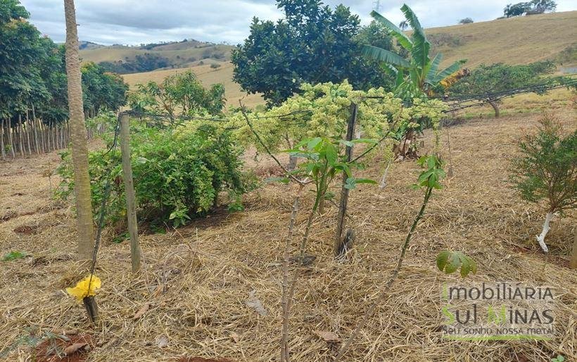 Chácara de 8.000m² com diversas árvores frutíferas a Venda em Cambuí MG Cod. 1775 (29)