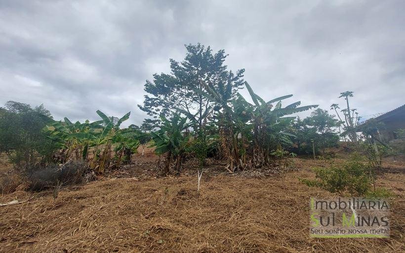 Chácara de 8.000m² com diversas árvores frutíferas a Venda em Cambuí MG Cod. 1775 (31)
