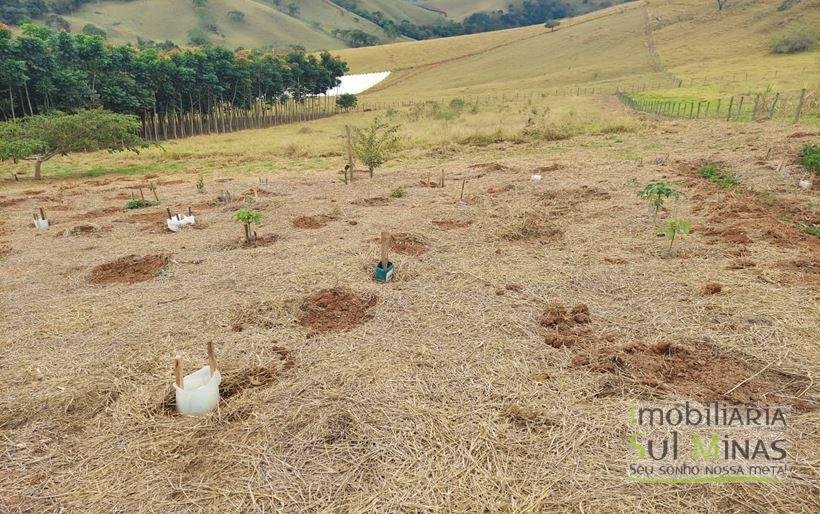 Chácara de 8.000m² com diversas árvores frutíferas a Venda em Cambuí MG Cod. 1775 (33)