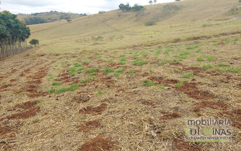 Chácara de 8.000m² com diversas árvores frutíferas a Venda em Cambuí MG Cod. 1775 (6)