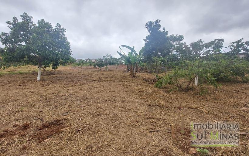 Chácara de 8.000m² com diversas árvores frutíferas a Venda em Cambuí MG Cod. 1775 (7)