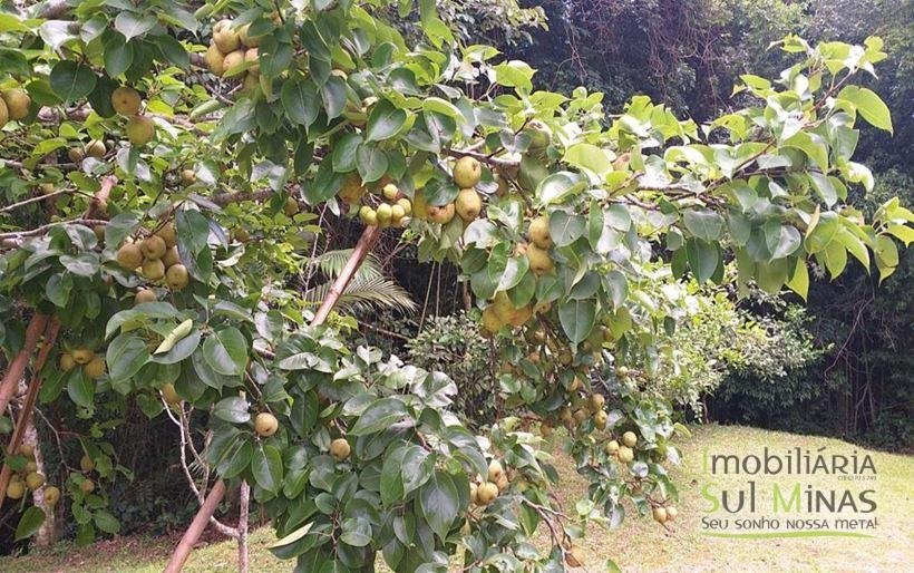 Sítio com Lago a Venda em Cambuí MG Cod. 1800 (11)