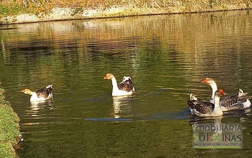 Sítio com Lago a Venda em Cambuí MG Cod. 1800 (23)