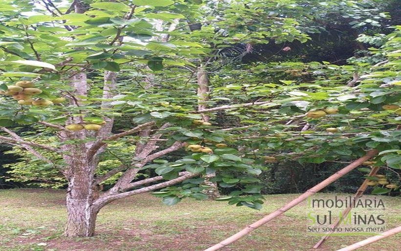 Sítio com Lago a Venda em Cambuí MG Cod. 1800 (8)