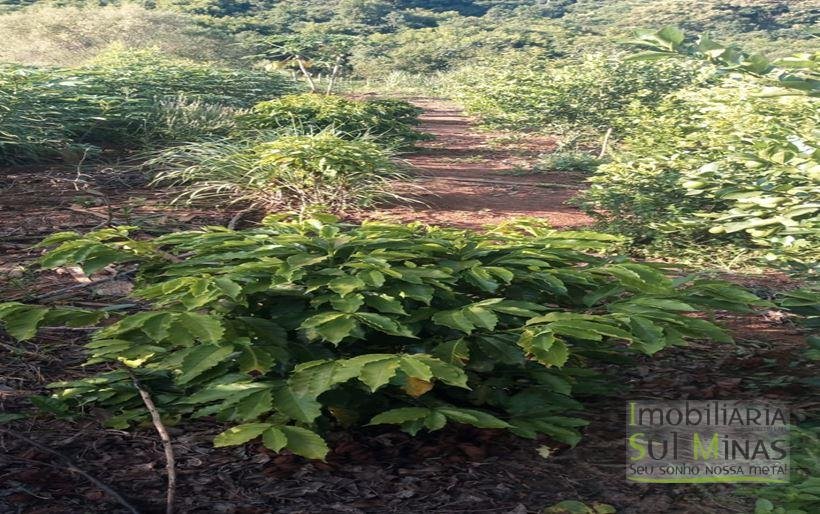 Chácara de 2.000 m² com Água à Venda em Estiva MG Cod. 1866 (6)