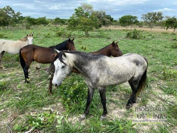 Fazenda com 1033 hectares em Engenheiro Dolabella MG Cód. 2072 (18)