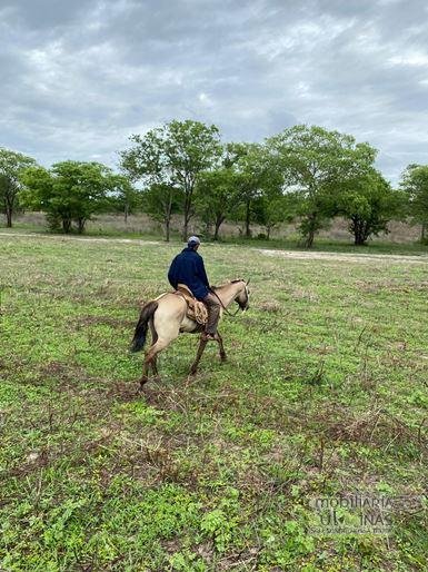 Fazenda com 1033 hectares em Engenheiro Dolabella MG Cód. 2072 (4)