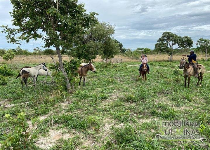 Fazenda com 1033 hectares em Engenheiro Dolabella MG Cód. 2072 (8)