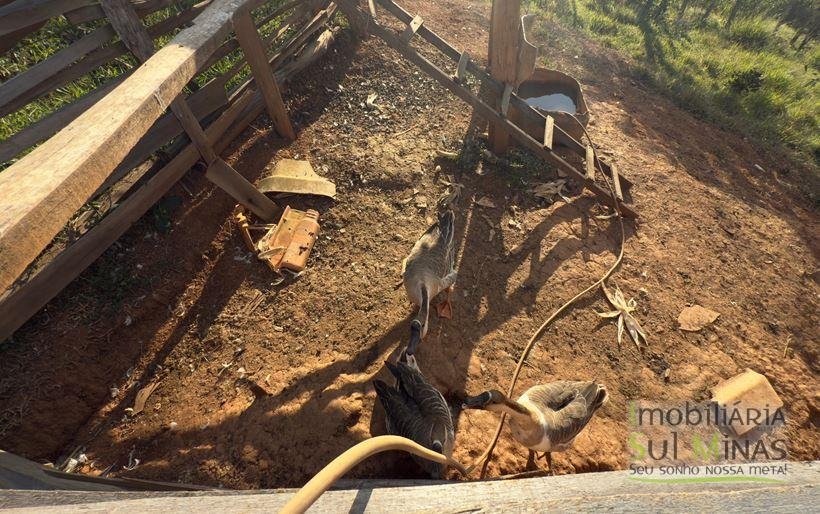 Sítio com 72.000m² à Venda em Cambuí MG COD 2156 (20)