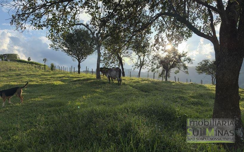 Sítio com 72.000m² à Venda em Cambuí MG COD 2156 (9)