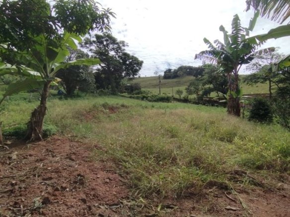 Terreno rural com pomar produzindo à Venda em Cambuí MG (9) COD. 2153