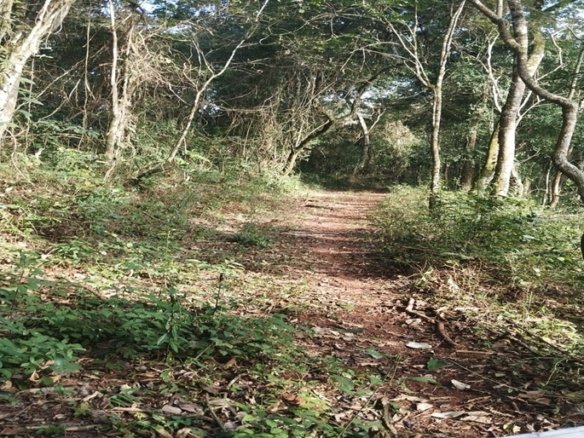 Terreno de 6.000m² Ideal para Compensação Ambiental À Venda em Cambuí MG COD2212 (6)