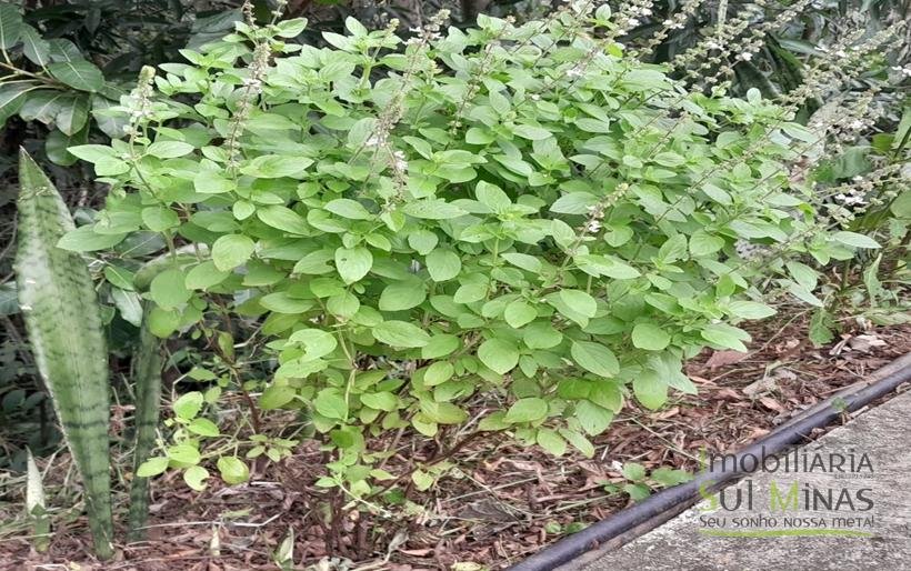 Chácara de 2.100m² À Venda Em Estiva MG COD2235 (11)