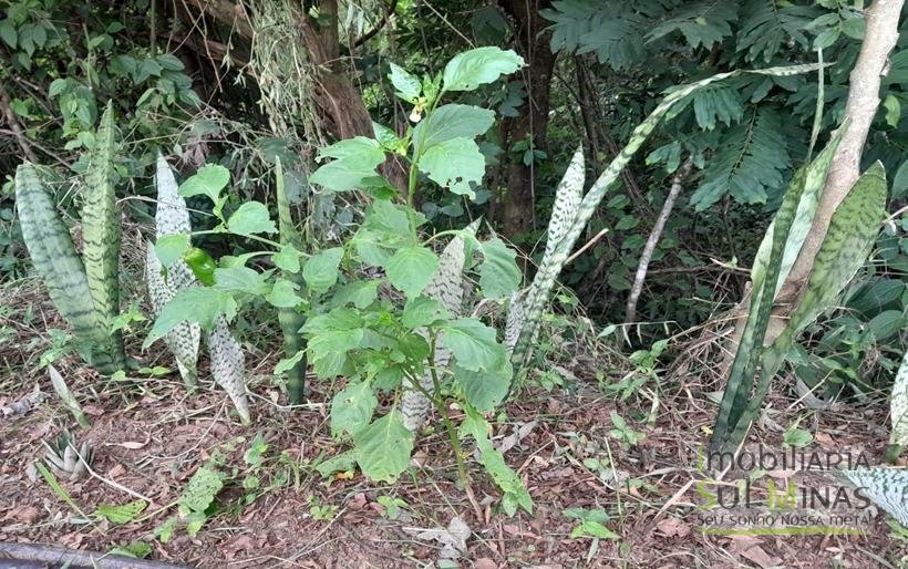 Chácara de 2.100m² À Venda Em Estiva MG COD2235 (12)