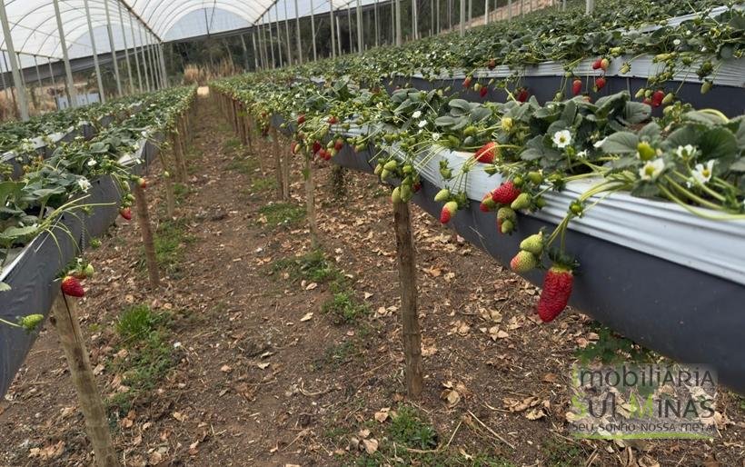 Sítio com 4 Alqueires Produzindo Morango Rica em água COD2230 (1)