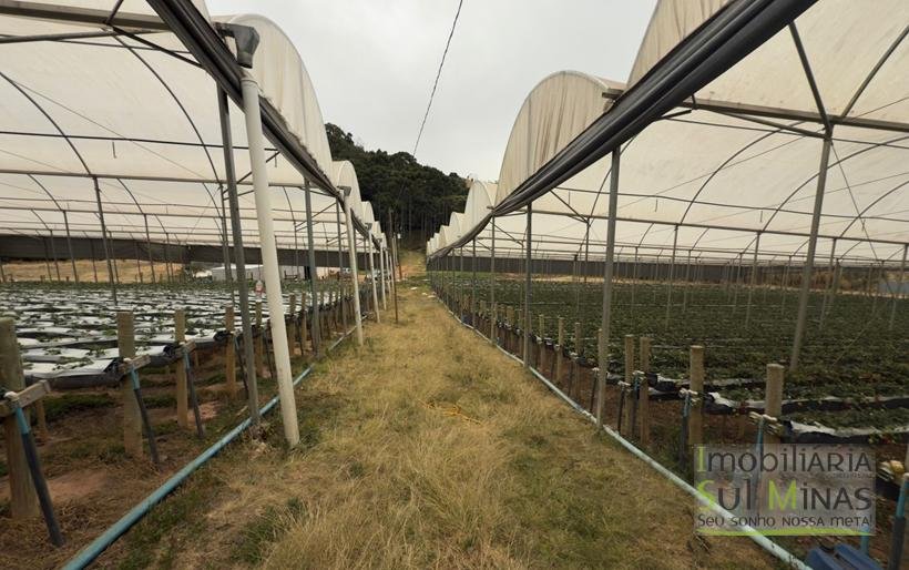 Sítio com 4 Alqueires Produzindo Morango Rica em água COD2230 (11)