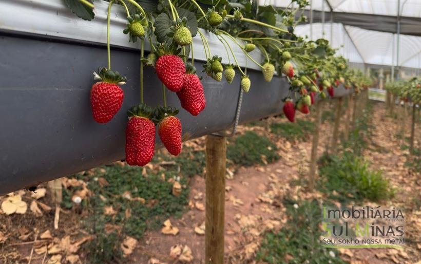 Sítio com 4 Alqueires Produzindo Morango Rica em água COD2230 (12)