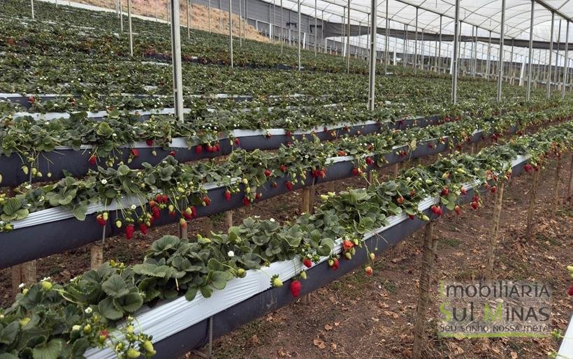 Sítio com 4 Alqueires Produzindo Morango Rica em água COD2230 (14)