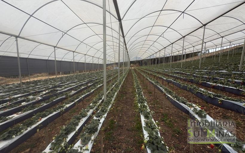 Sítio com 4 Alqueires Produzindo Morango Rica em água COD2230 (16)
