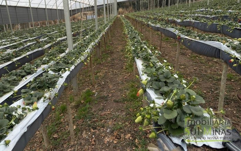 Sítio com 4 Alqueires Produzindo Morango Rica em água COD2230 (17)