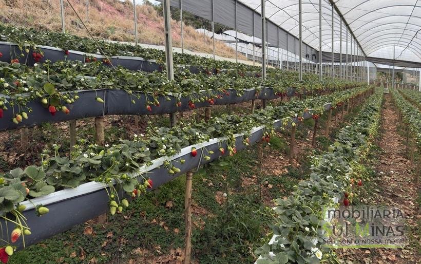 Sítio com 4 Alqueires Produzindo Morango Rica em água COD2230 (18)