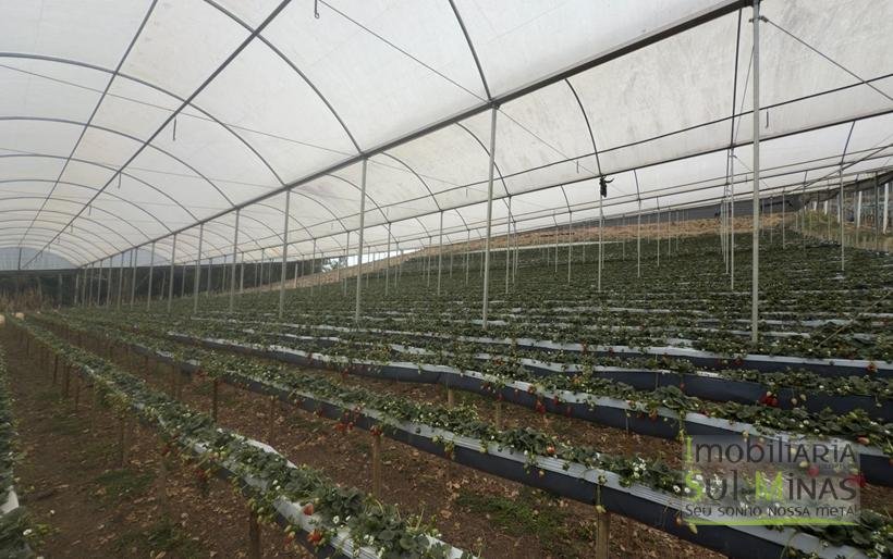 Sítio com 4 Alqueires Produzindo Morango Rica em água COD2230 (19)