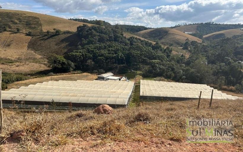 Sítio com 4 Alqueires Produzindo Morango Rica em água COD2230 (3)