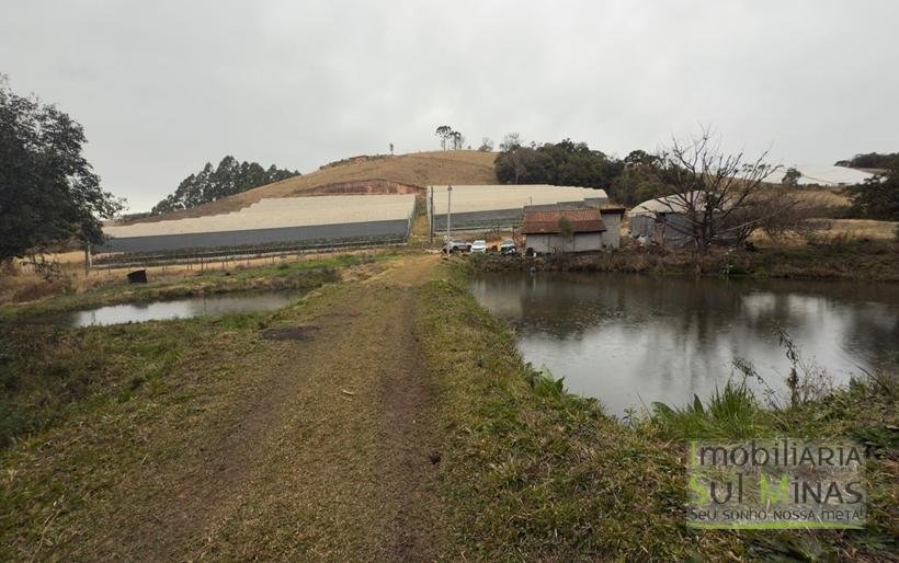 Sítio com 4 Alqueires Produzindo Morango Rica em água COD2230 (4)