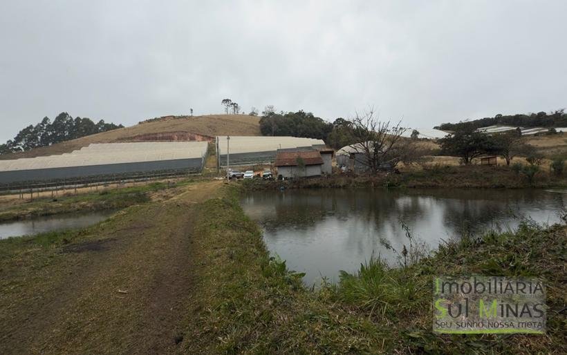 Sítio com 4 Alqueires Produzindo Morango Rica em água COD2230 (5)