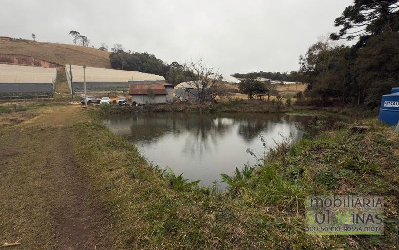 Sítio com 4 Alqueires Produzindo Morango Rica em água COD2230 (7)