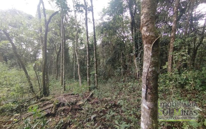 Terreno Rural Com 1 Alqueire À Venda Próximo a Senador Amaral MG COD2232 (1)