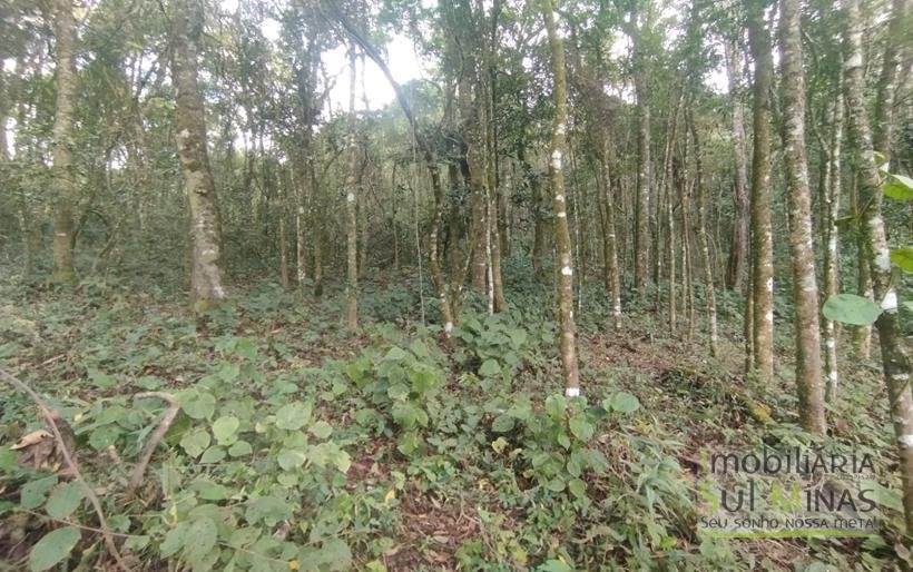 Terreno Rural Com 1 Alqueire À Venda Próximo a Senador Amaral MG COD2232 (10)