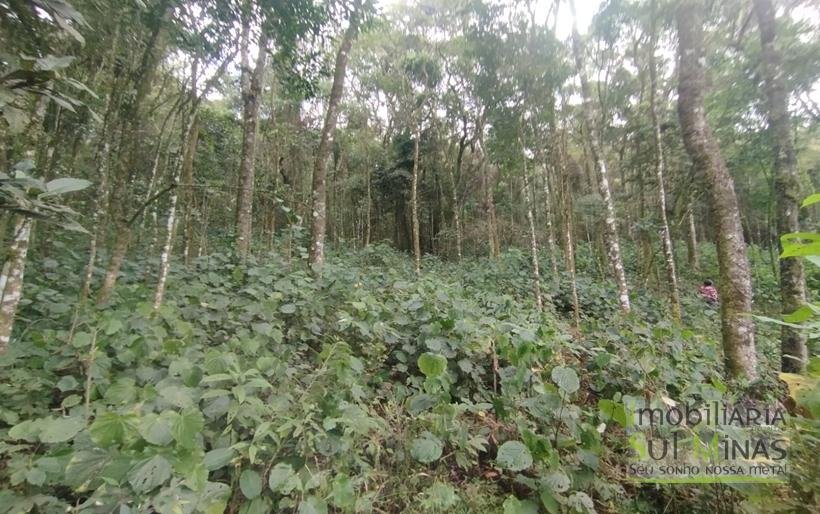 Terreno Rural Com 1 Alqueire À Venda Próximo a Senador Amaral MG COD2232 (5)