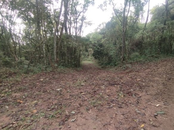 Terreno Rural Com 1 Alqueire À Venda Próximo a Senador Amaral MG COD2232 (7)