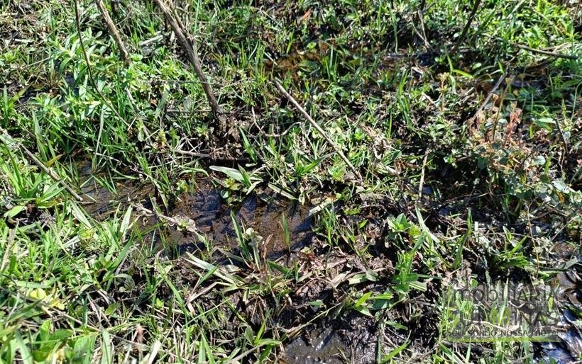 Chácara com 6000m² Com 3 Nascentes À Venda em Cambuí MG COD2264 (10)