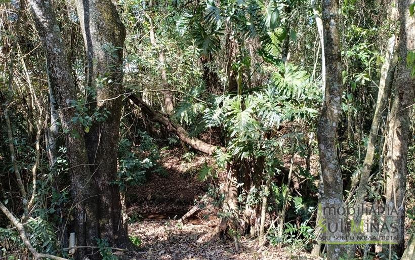 Chácara com 6000m² Com 3 Nascentes À Venda em Cambuí MG COD2264 (7)