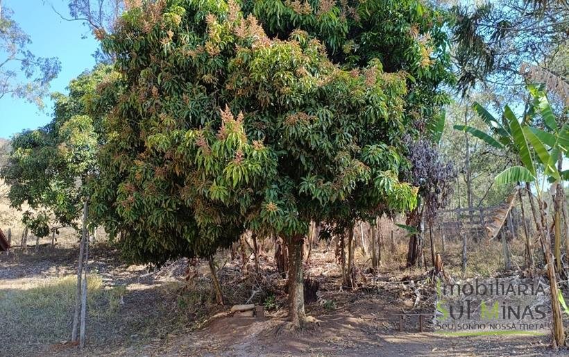 Chácara de 3 Dormitórios à Venda no Córrego do Bom Jesus MG COD2269 (17)