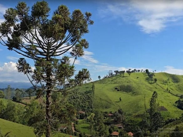 Terreno com 1500m² Com Poço À Venda em Cambuí MG COD2296 (7)