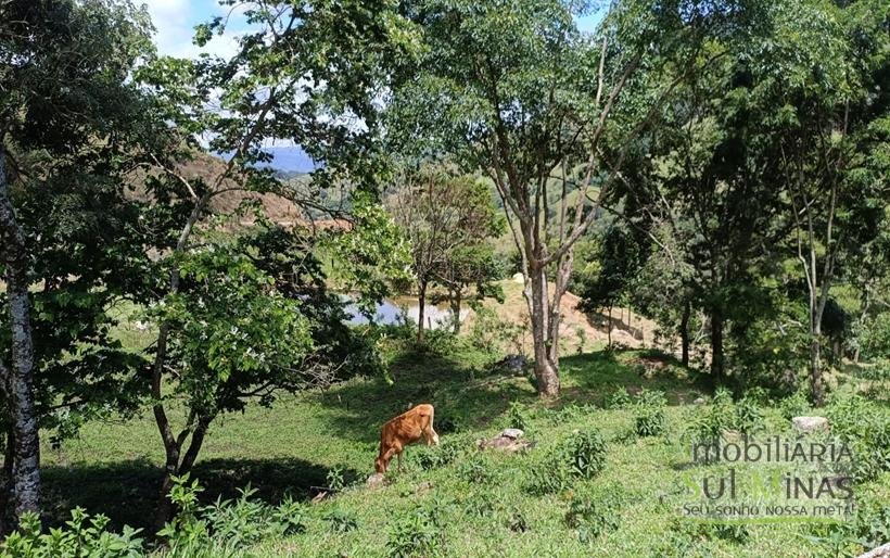 Terreno Rural à Venda – 8.100m2 Córrego do Bom Jesus COD2318 (12)