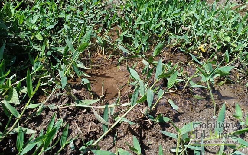 Terreno Rural à Venda – 8.100m2 Córrego do Bom Jesus COD2318 (20)