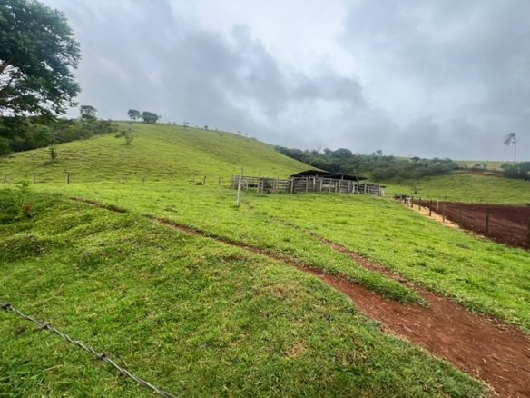 Sítio de 67600m ² com Terraplanagem a 800m da Fernão Dias À Venda em Cambuí MG COD2334 (3)