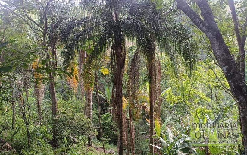 Sítio na Estrada de Monte Verde – A 4 km do Centro de Camanducaia À Venda COD2332 (5)
