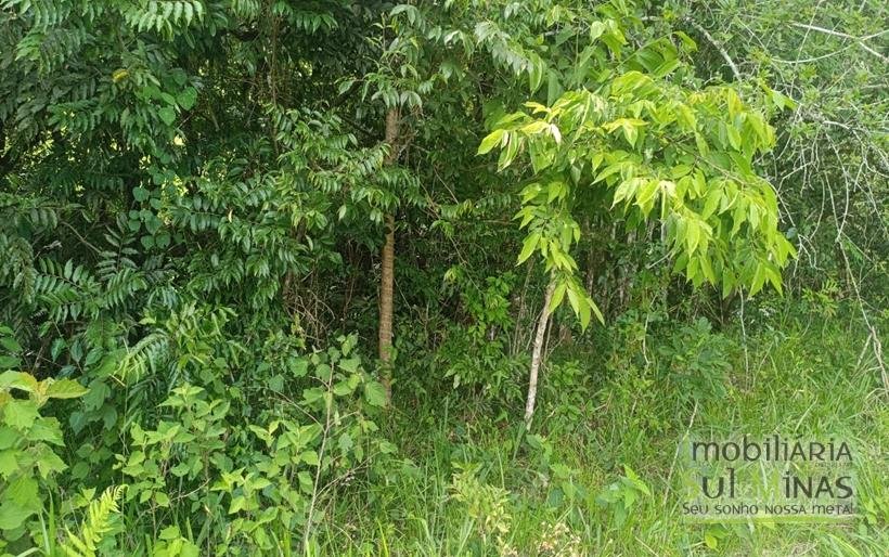 Terreno Rural Com Riacho na Divisa À Venda em Cambuí MG COD2333 (3)