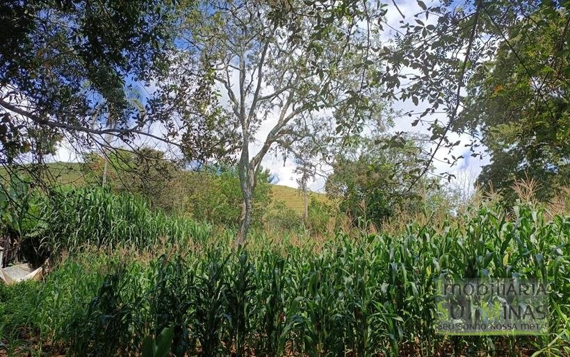 Chácara à Venda em Cambuí – MG a 3,7km do Centro Excelente Oportunidade COD2369 (3)