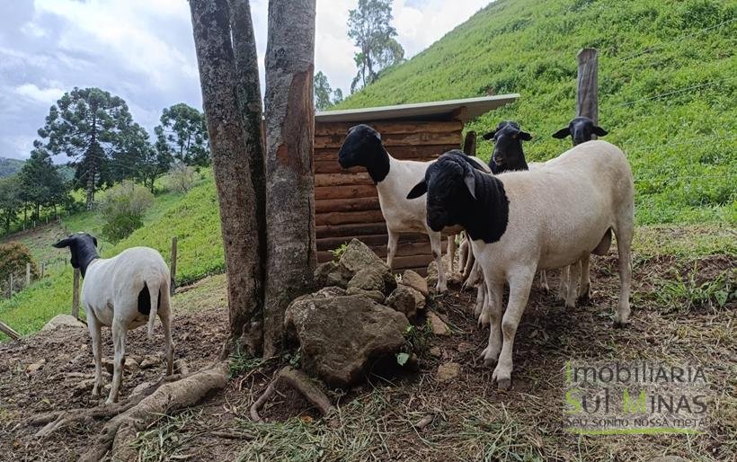 Sítio à Venda Em CamanducaiaMG 1 ALQUEIRE EXCELENTE OPORTUNIDADE COD2367 (11)