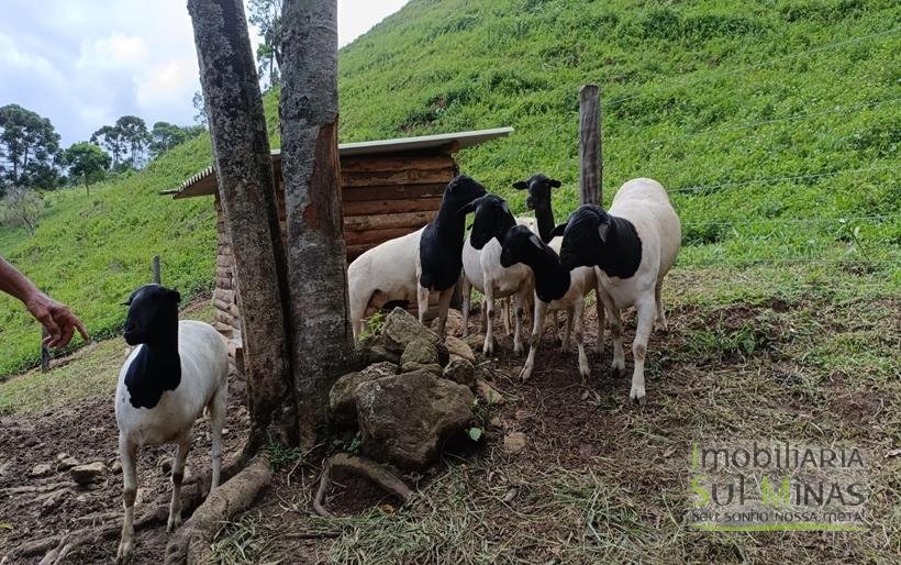 Sítio à Venda Em CamanducaiaMG 1 ALQUEIRE EXCELENTE OPORTUNIDADE COD2367 (12)